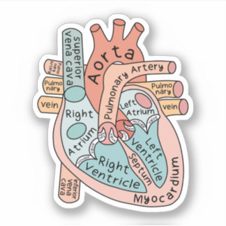 Anatomische Heart Sticker, Cardiac ICU Nurse Gift Aufkleber