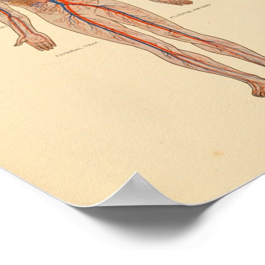 Anatomische Herzklappen drucken Poster (Ecke)