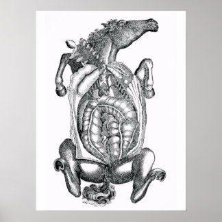 Anatomische Kunst des Pferdebeins Poster