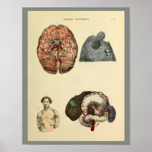 Anatomische Kunstdrucke des menschlichen Gehirns Poster