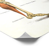 Anatomische Muskeln Poster (Ecke)