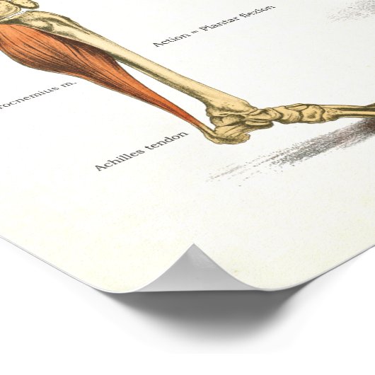 Anatomische Muskeln Poster (Ecke)