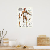 Anatomische Muskeln Poster (Küche)