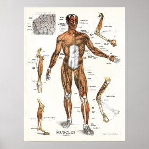 Anatomische Muskeln Poster