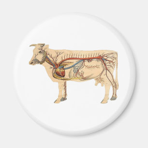 Anatomische Niedliche Kuh Magnet