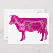 Anatomische Niedliche Kuh Postkarte (Vorne/Hinten)