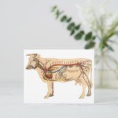 Anatomische Niedliche Kuh Postkarte (Stehend Vorderseite)