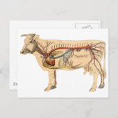 Anatomische Niedliche Kuh Postkarte (Vorne/Hinten)