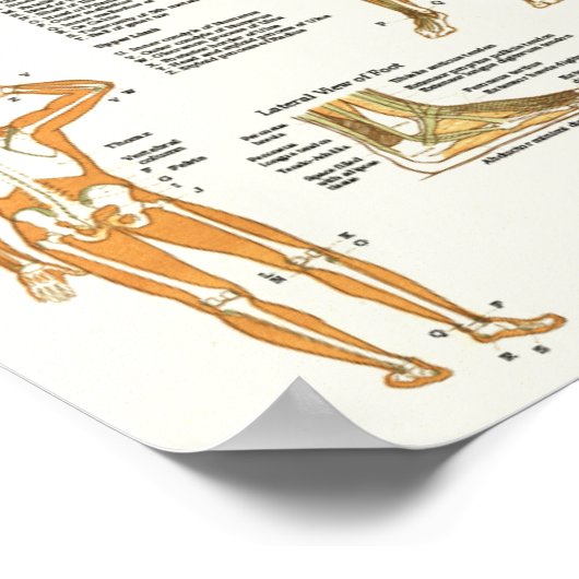 Anatomische Referenz für Muskeln Poster (Ecke)