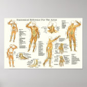 Anatomische Referenz für Muskeln Poster (Vorne)