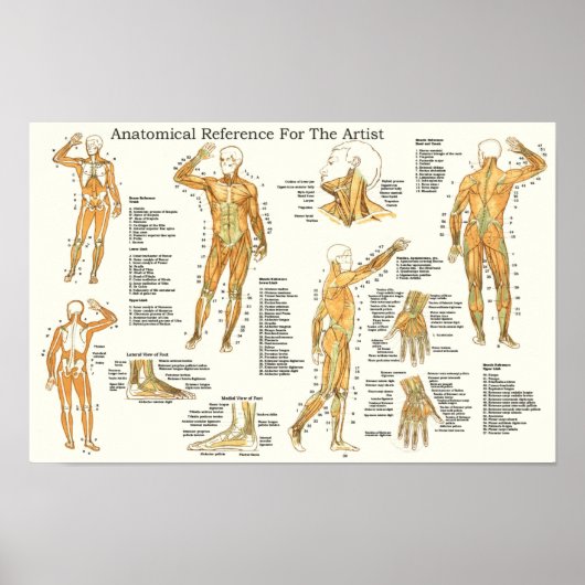 Anatomische Referenz für Muskeln Poster (Vorne)
