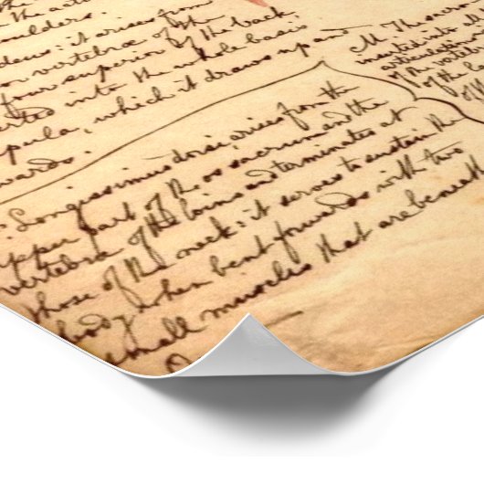 Anatomische Skizze Poster (Ecke)