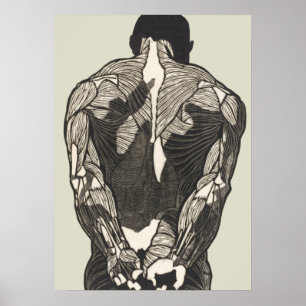 Anatomische Studie der Rückenmuskulatur eines Mann Poster