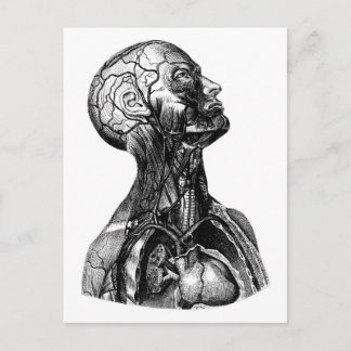 Anatomische Torso-Zeichnung Postkarte