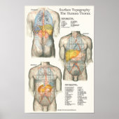 Anatomische Übersicht über die Oberflächenoberfläc Poster (Vorne)