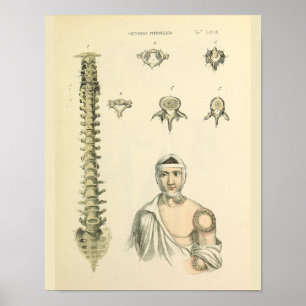 Anatomischer Druck der Wirbelsäule und Wirbel Poster