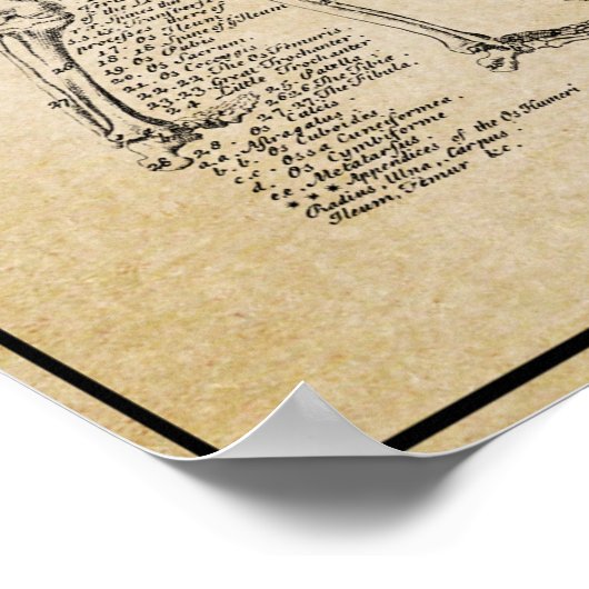 ANATOMISCHER MANN 1728 POSTER (Ecke)