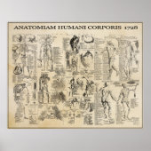 ANATOMISCHER MANN 1728 POSTER (Vorne)