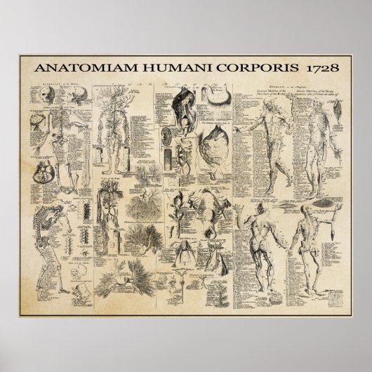 ANATOMISCHER MANN 1728 POSTER (Vorne)