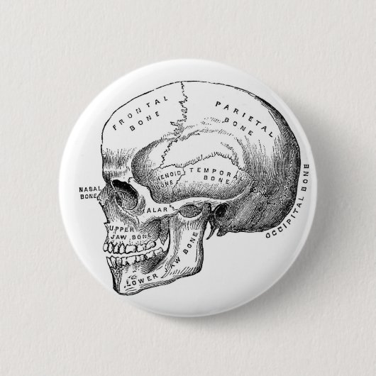 Anatomischer Schädel-Button-Knopf Button (Vorderseite)
