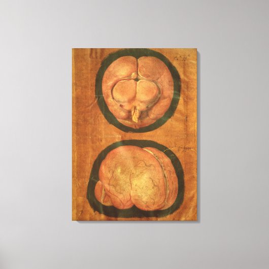 Anatomischer zeichn des menschlichen Gehirns Leinwanddruck (Vorderseite)