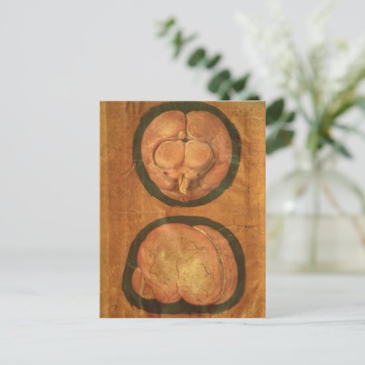 Anatomischer zeichn des menschlichen Gehirns Postkarte (Stehend Vorderseite)