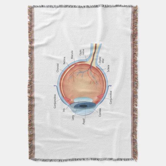 Anatomisches Augendiagramm Decke (Vorderseite Vertikal)