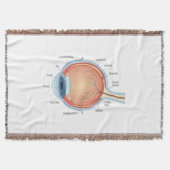 Anatomisches Augendiagramm Decke (Vorderseite)