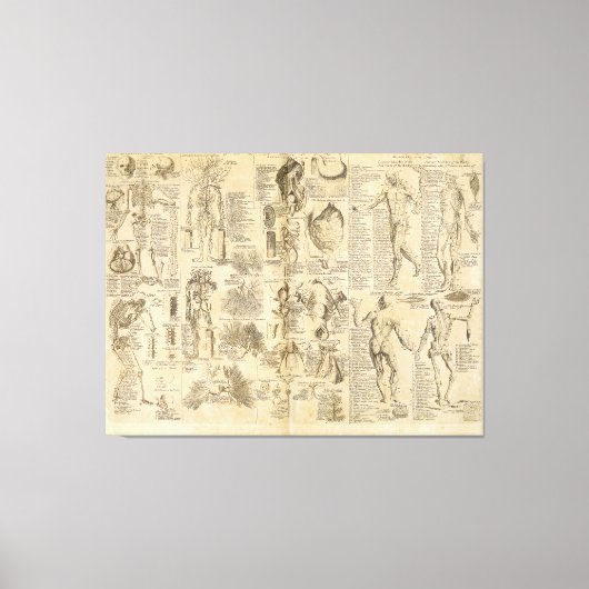 Anatomisches Diagramm aus Cyclopaedia 1728 Leinwanddruck (Vorderseite)