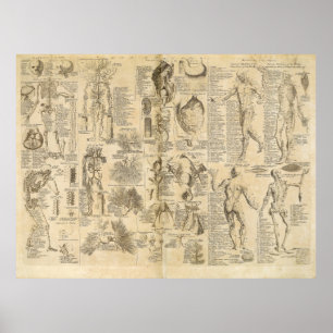 Anatomisches Diagramm aus Cyclopaedia 1728 Poster