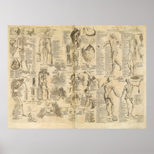 Anatomisches Diagramm aus Cyclopaedia 1728 Poster (Vorne)
