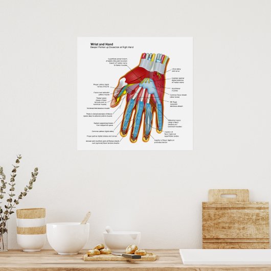 Anatomisches Diagramm der menschlichen Hand und de Poster (Küche)