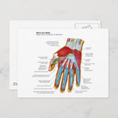 Anatomisches Diagramm der menschlichen Hand und de Postkarte (Vorne/Hinten)