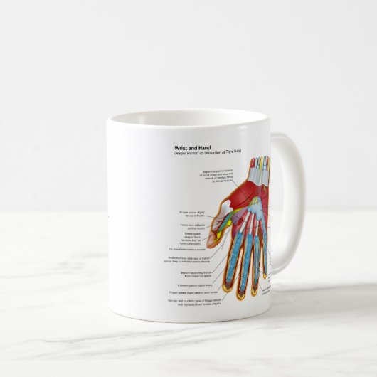 Anatomisches Diagramm der menschlichen Hand und Kaffeetasse (VorderseiteRechts)