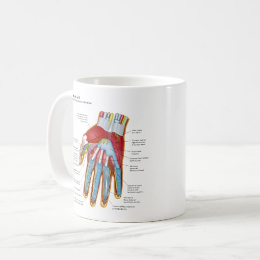 Anatomisches Diagramm der menschlichen Hand und Kaffeetasse (Vorderseite Links)