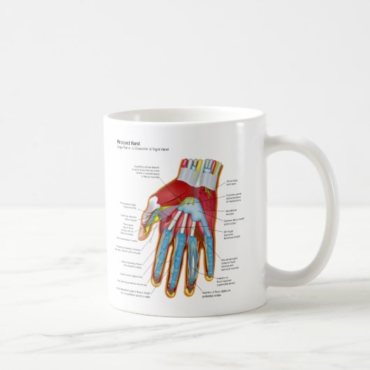 Anatomisches Diagramm der menschlichen Hand und Kaffeetasse (Rechts)