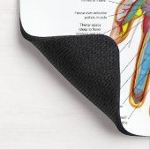 Anatomisches Diagramm der menschlichen Hand und Mousepad (Ecke)