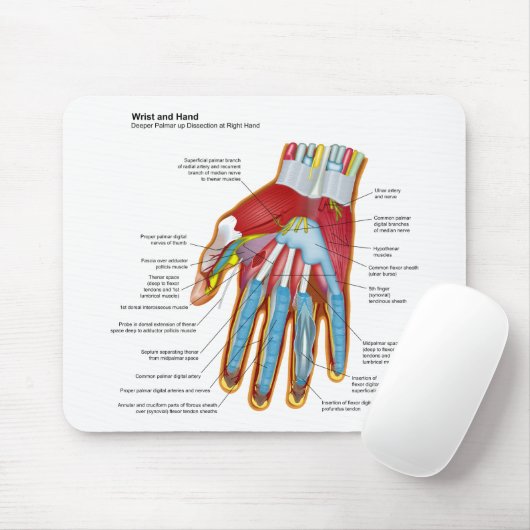 Anatomisches Diagramm der menschlichen Hand und Mousepad (Mit Mouse)