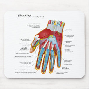 Anatomisches Diagramm der menschlichen Hand und Mousepad