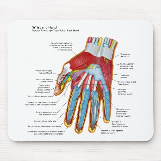 Anatomisches Diagramm der menschlichen Hand und Mousepad (Vorne)