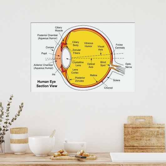 Anatomisches Diagramm des menschlichen Augentalls Poster (Küche)