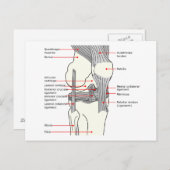 Anatomisches Diagramm des menschlichen Kniegelenks Postkarte (Vorne/Hinten)