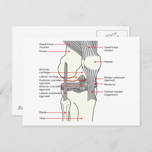 Anatomisches Diagramm des menschlichen Kniegelenks Postkarte (Vorne/Hinten)