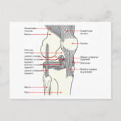 Anatomisches Diagramm des menschlichen Kniegelenks Postkarte (Vorderseite)