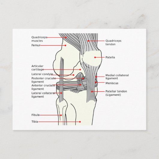 Anatomisches Diagramm des menschlichen Kniegelenks Postkarte (Vorderseite)