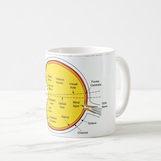 Anatomisches Diagramm des menschliches Augen-Balls Kaffeetasse (VorderseiteRechts)