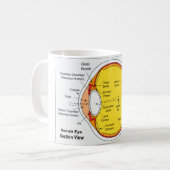 Anatomisches Diagramm des menschliches Augen-Balls Kaffeetasse (Vorderseite Links)