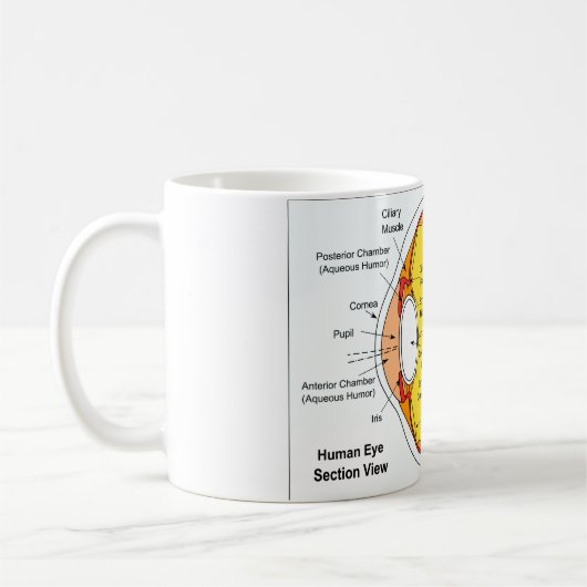 Anatomisches Diagramm des menschliches Augen-Balls Kaffeetasse (Links)