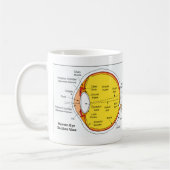Anatomisches Diagramm des menschliches Augen-Balls Kaffeetasse (Links)