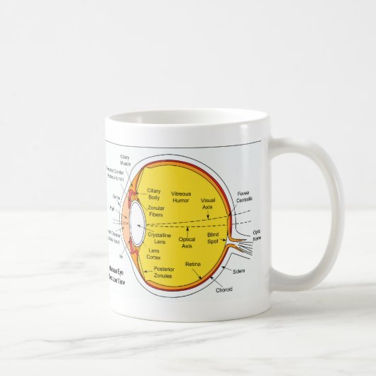 Anatomisches Diagramm des menschliches Augen-Balls Kaffeetasse (Rechts)